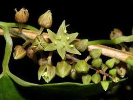 Image result for Dioscorea dregeana