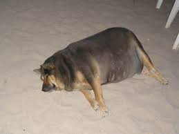 Free shipping on orders over $25 shipped by amazon. El Perrito Super Gordito Know Your Meme
