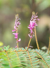 Image result for Indigofera adenoides