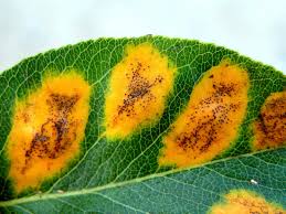 Image result for rez rzivost ostru%u017Einy