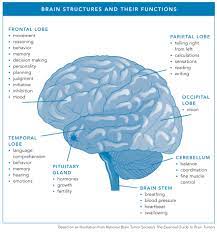 Find out if that's a warning sign of a brain tumor. Understanding Brain Tumors National Brain Tumor Society
