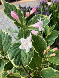 すべての花の画像 最高のウツギ 葉
