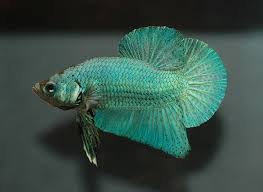 8 Fascinating Facts About Siamese Fighting Fish Betta Fish Betta Betta Fish Siamese Fighting Fish