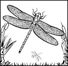 Introduction sheet with dragonfly facts 3. Sketch Detailed Coloring Pages Fairy Coloring Pages Fairy Coloring