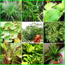 Lidah buaya atau dikenali juga dengan aloe vera sangat terkenal dikalangan penduduuk malaysia. Info Tumbuhan