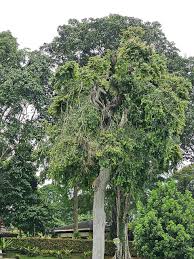 Image result for Anisophyllea boehmii