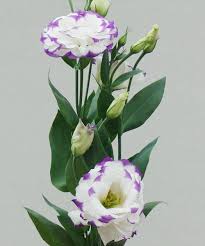 We did not find results for: Wedding Flowers Floraco