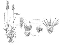 Image result for Enneapogon