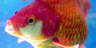 اغلى سمكة في العالم Fish Pet Pets Fish