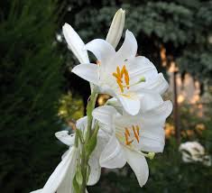 Lilium Candidum Types Of Flowers Plants Flowers
