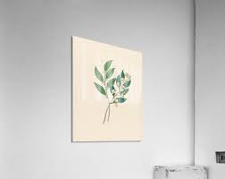 Image result for Curtisia dentata