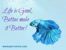 These inspirational quotes and famous words of wisdom will brighten up your day and make you feel ready to take on anything. 18 Betta Love Ideas Betta Betta Fish Betta Fish Care