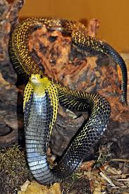 Image result for Najas horrida