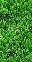 El Toro Zoysia Sandhill Turf Zoysia Grass Care Grass Care Zoysia Grass