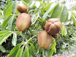 Image result for Pachira glabra