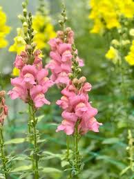 Image result for Antirrhinum