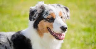 While the fruit is succulent and bursting with potassium and beta carotene, the pit is dangerous. Can Dogs Have Apricots