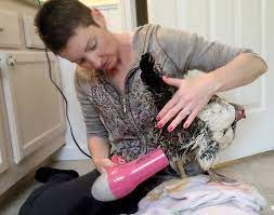 The salts help relax your hen, and the warm water relieves pressure. How To Give Your Chicken A Bath Hobby Farms