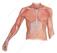 It holds the torso together and moves it around. Upper Torso Keyword Search Science Photo Library