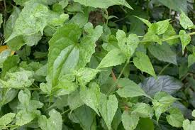 Image result for Mikania