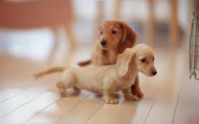 Puppy Wallpapers Free Wallpaper Cave I'm puppy sitting this weekend and she the most beautiful golden. puppy wallpapers free wallpaper cave