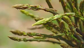 Asparagi Selvatici Conservazione