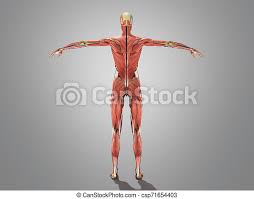 A detailed guide to understanding how muscles and bones interact, and how common injuries and conditions occur. A Female Body Anatomy For Books 3d Ilustration On Grey Canstock