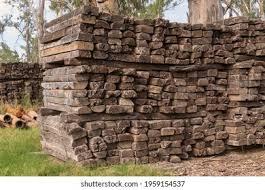 Image result for Schinopsis