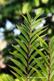 Image result for Antidesma rufescens