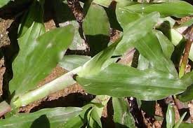 Image result for Axonopus