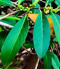 Image result for Suregada