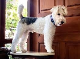 It is very active indoors and will do. Wire Fox Terrier Puppies For Sale Uk Your Buyers Guide To The Wire Fox Terrier Breed