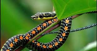 Paradise Flying Snake Chrysopelea Paradisi Snake Snake Illustration Reptiles And Amphibians