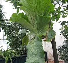 Image result for Platycerium stemaria