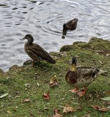 Munich Germany Munchen Deutschland Untergiesing Munchen Deutschland Enten Ente