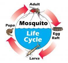 Mosquito treatment companies sometimes advocate lawn mosquito spray solutions for customers, but today many homeowners are concerned about chemicals and the environmental impact of insecticides. Mosquito Control Durham Mosquito Tek 919 323 3901