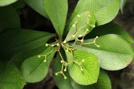 Image result for Synadenium kirkii