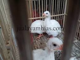 Ayam Mutiara Putih Usia 1 Bulan Animals Bird Photo