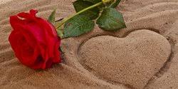 50 gambar bunga mawar rose beserta klasifikasi. Ciri Ciri Bunga Mawar Yang Wajib Diketahui Dari Jenis Hingga Maknanya Merdeka Com
