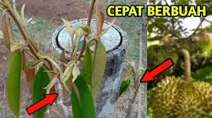 Untuk cantuman mata tunas, teknik ini akan memerlukan kemahiran yang lebih tinggi dan kerja yang lebih teliti/ halus untuk mengerat, mengopek kulit root stock serta memasukkan mata tunas ke dalam kulit yang dikopek. Video Durian Grafting Smotret Onlajn