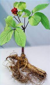 Ginseng panax ginseng, is nutrient dense essential oil support for cancer, weight loss, stress, diabetes, lung function, anxiety, colorectal cancer and immunity. About Different Types Of Ginseng Ehow Com Ginseng Plant Growing Ginseng Plants