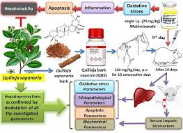 Image result for Kotschya uguenensis