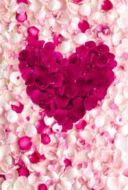 Flower Petals Flowers Black Background Pink Flowers Wallpaper Flower Phone Wallpaper
