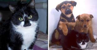 18 Kind Animals That Adopted Other Species