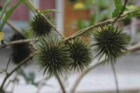Image result for Achariaceae