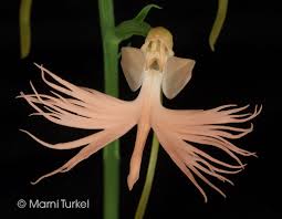 Image result for Habenaria humilior