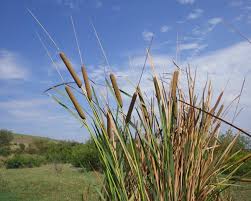 Image result for Limosella maior