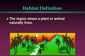 A habitat is the home of an animal or a plant. Animal Habitats Ppt Download