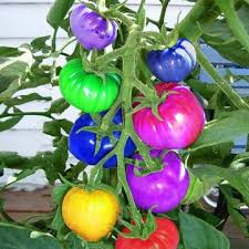 Shop seeds to unleash your creative side. Egrow 100pcs Rainbow Tomato Seeds Colorful Bonsai Organic Vegetables And Fruits Seed Home Garden Sale Banggood Com