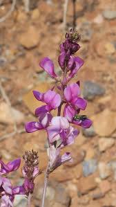 Image result for Buchnera chimanimaniensis